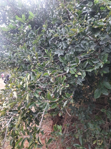 Diospyros chloroxylon (Green ebony persimmon) — photo