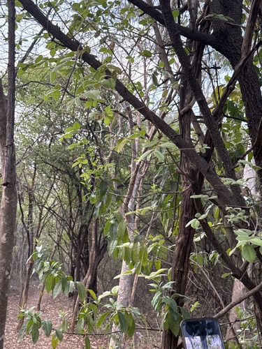 Diospyros chloroxylon