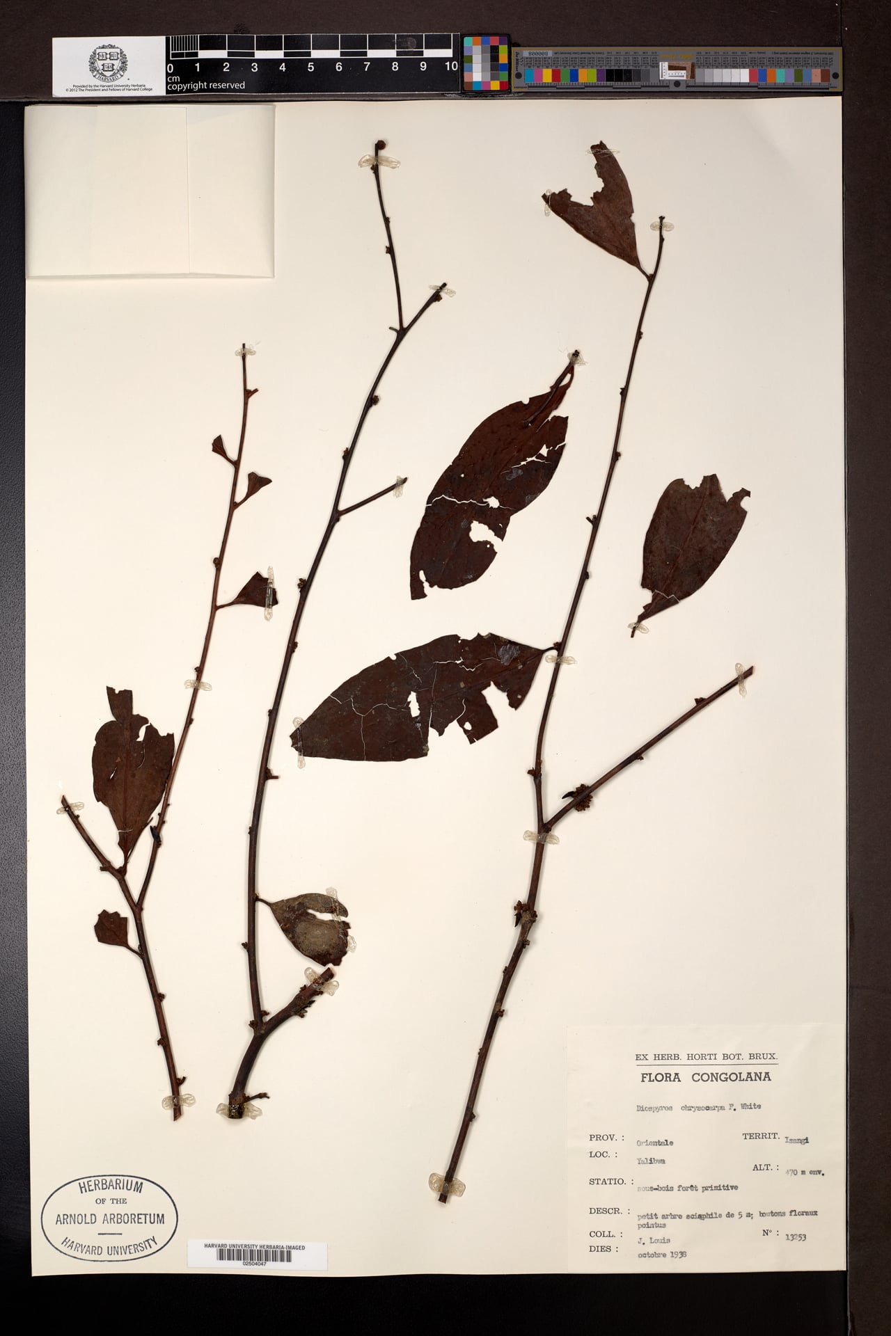 Diospyros chrysocarpa