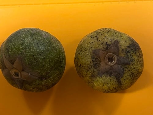 Diospyros coccolobifolia — photo