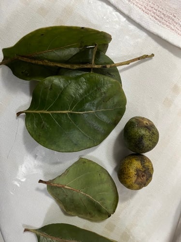 Diospyros coccolobifolia — photo