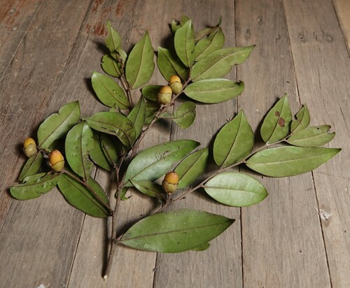 Diospyros cupulosa (Brown ebony) — photo