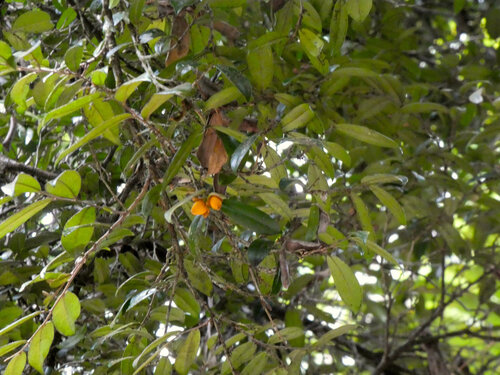 Diospyros cupulosa (Brown ebony) — photo
