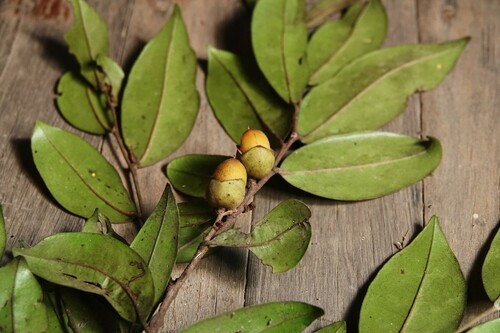 Diospyros cupulosa