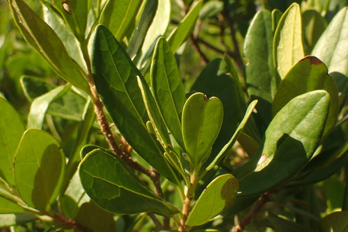 Diospyros dichrophylla (Common star-apple) — photo