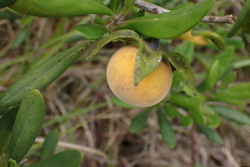 Diospyros dichrophylla (Common star-apple) — photo