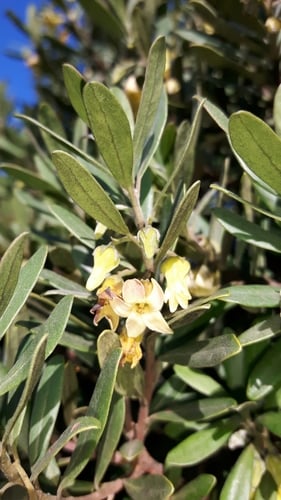Diospyros dichrophylla