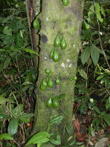 Diospyros diepenhorstii (Barrel ebony tree) — photo