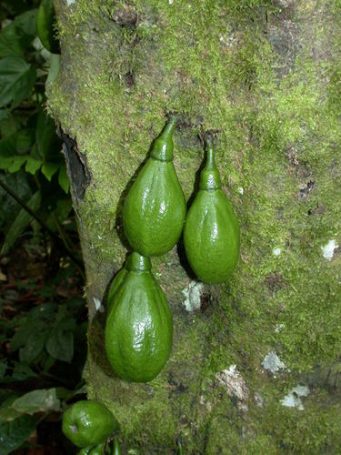 Diospyros diepenhorstii (Barrel ebony tree) — photo
