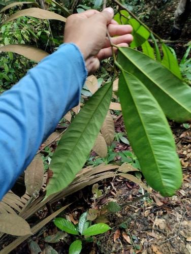 Diospyros diepenhorstii