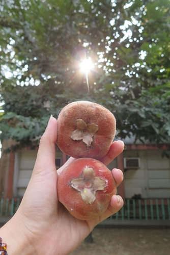 Diospyros discolor (Mabolo) — photo