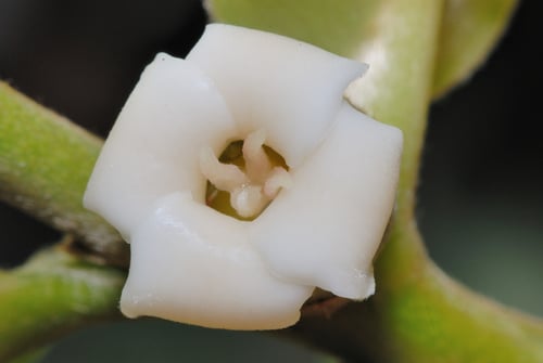 Diospyros discolor