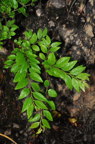 Diospyros dumetorum