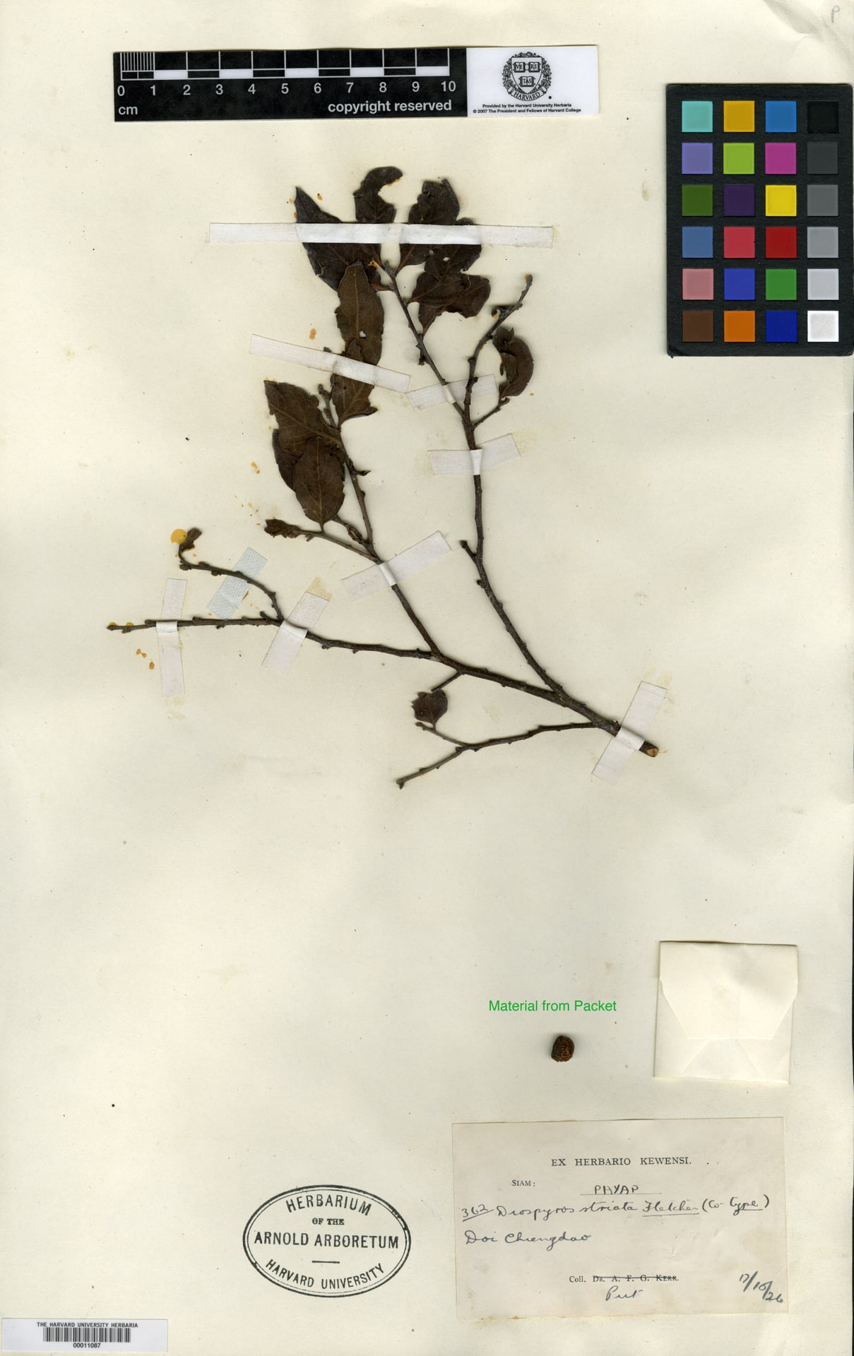 Diospyros dumetorum — photo