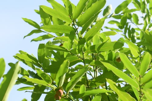Diospyros ebenum (Ceylon Ebony) — photo