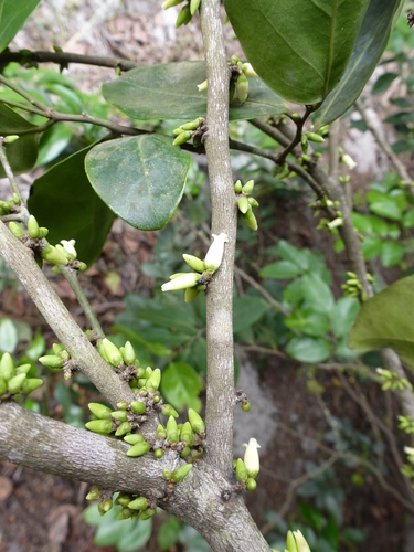 Diospyros elliotii (West African Ebony) — photo