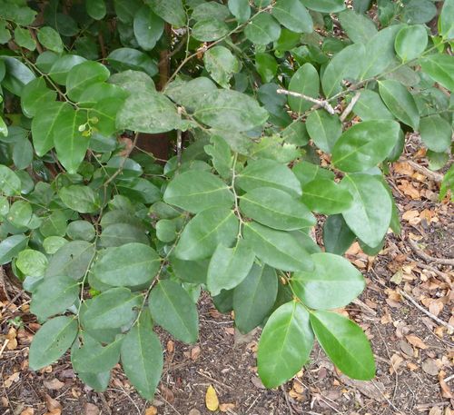 Diospyros elliotii