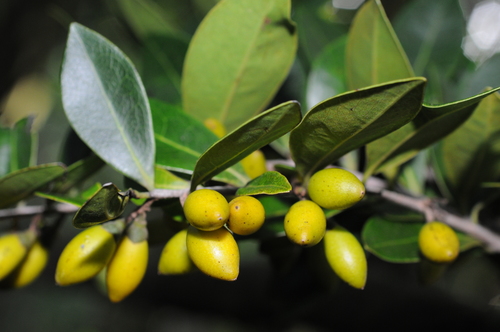 Diospyros ellipticifolia f. australiensis