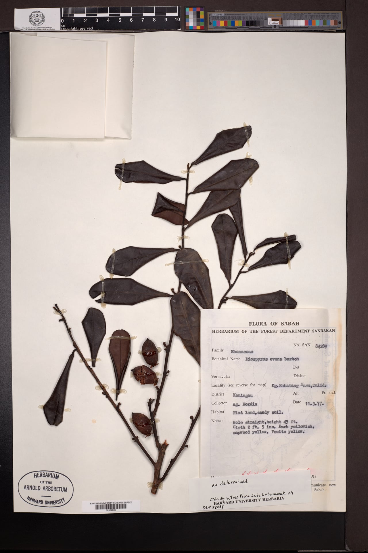 Diospyros evena — photo