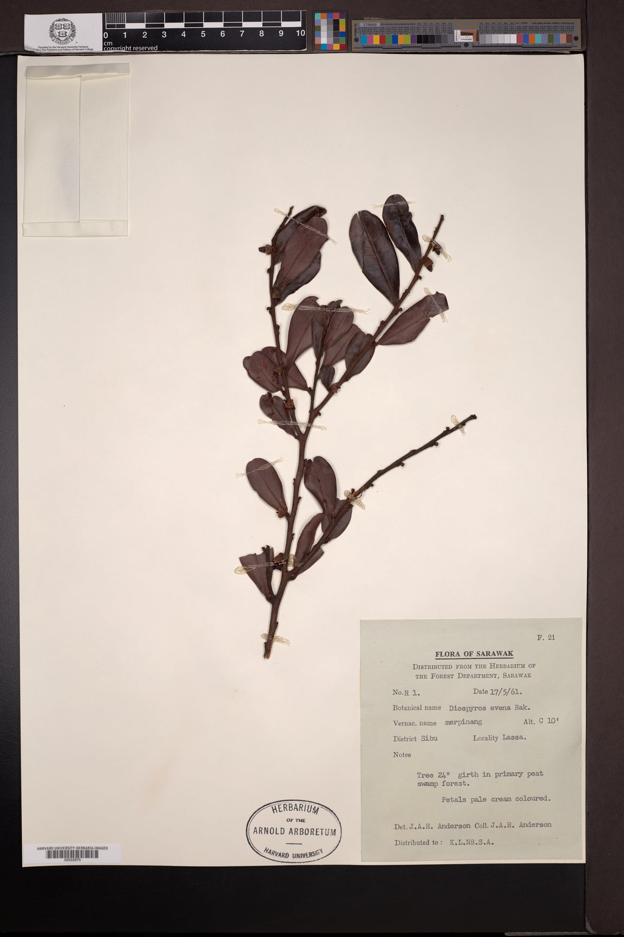 Diospyros evena — photo