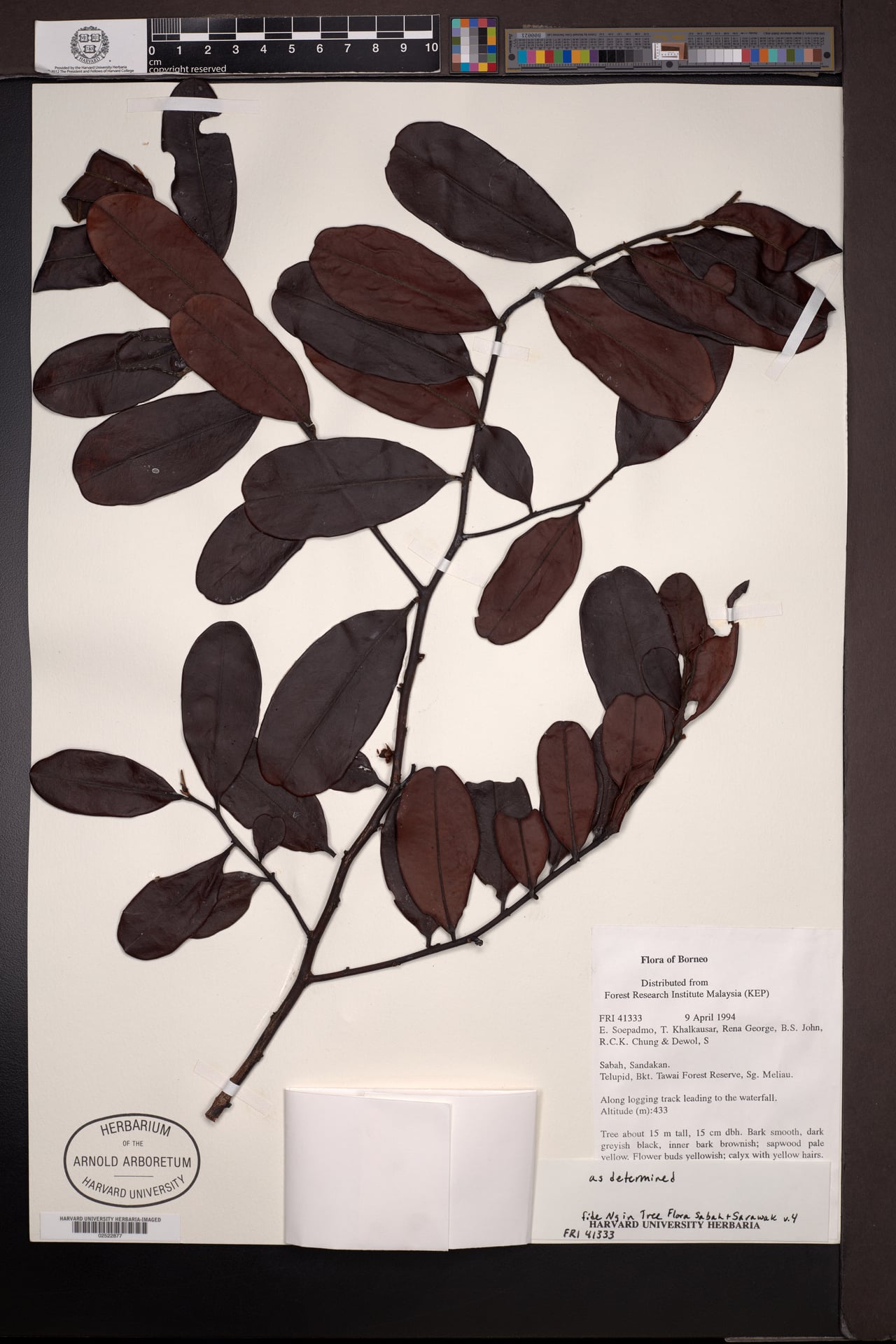 Diospyros evena