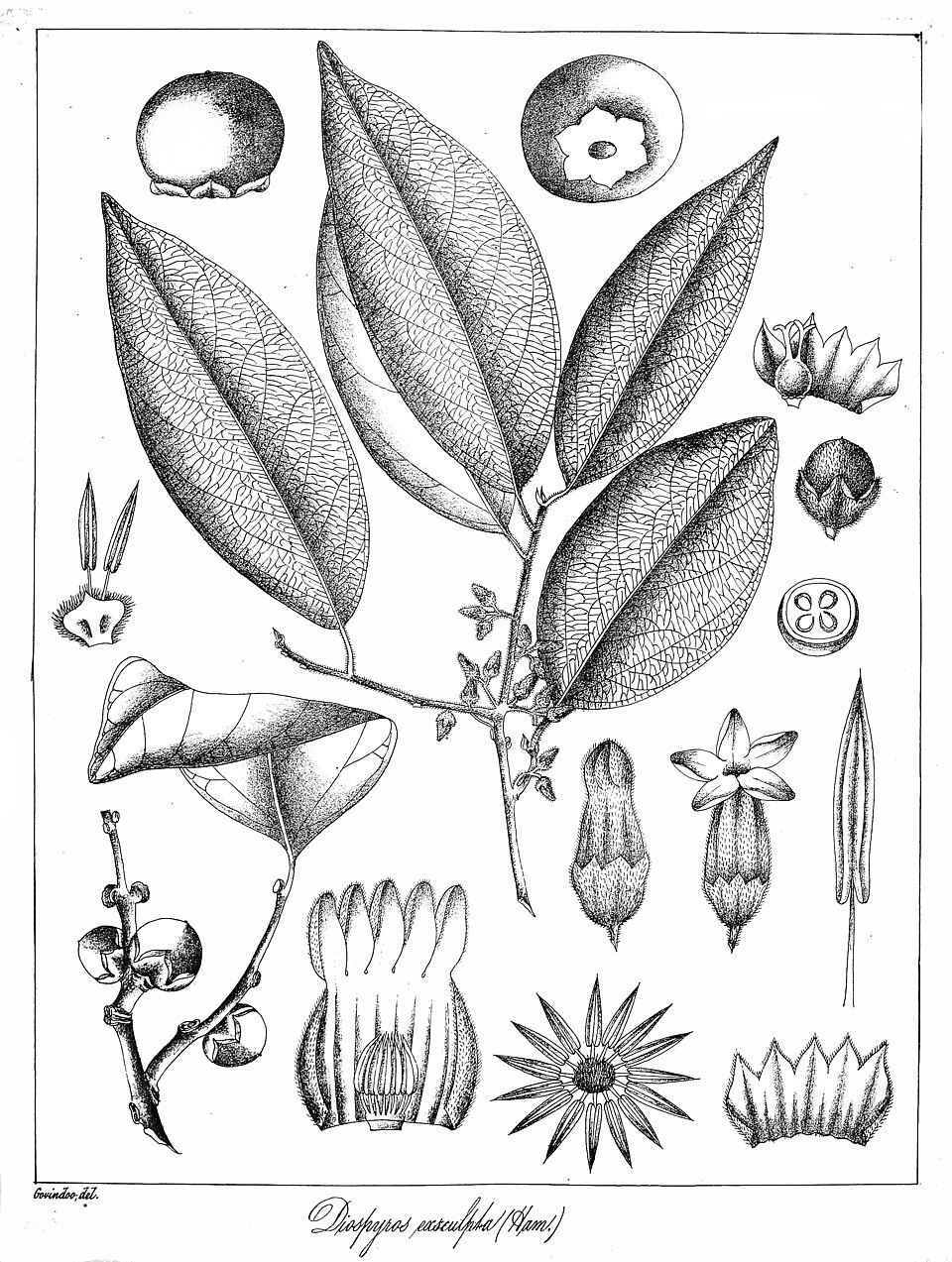 Diospyros exsculpta