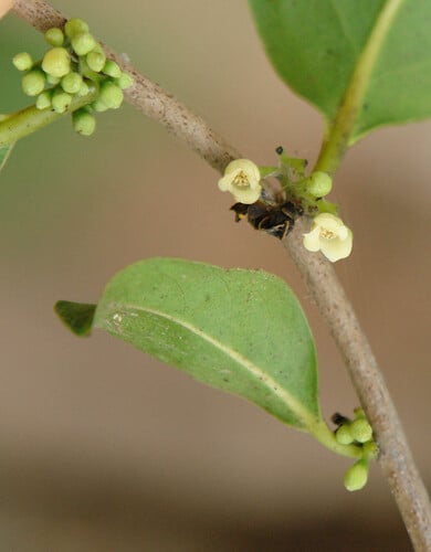 Diospyros fasciculosa (Grey Ebony) — photo