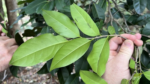 Diospyros fasciculosa (Grey Ebony) — photo