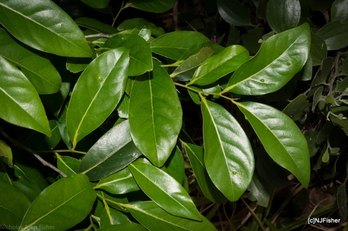 Diospyros fasciculosa