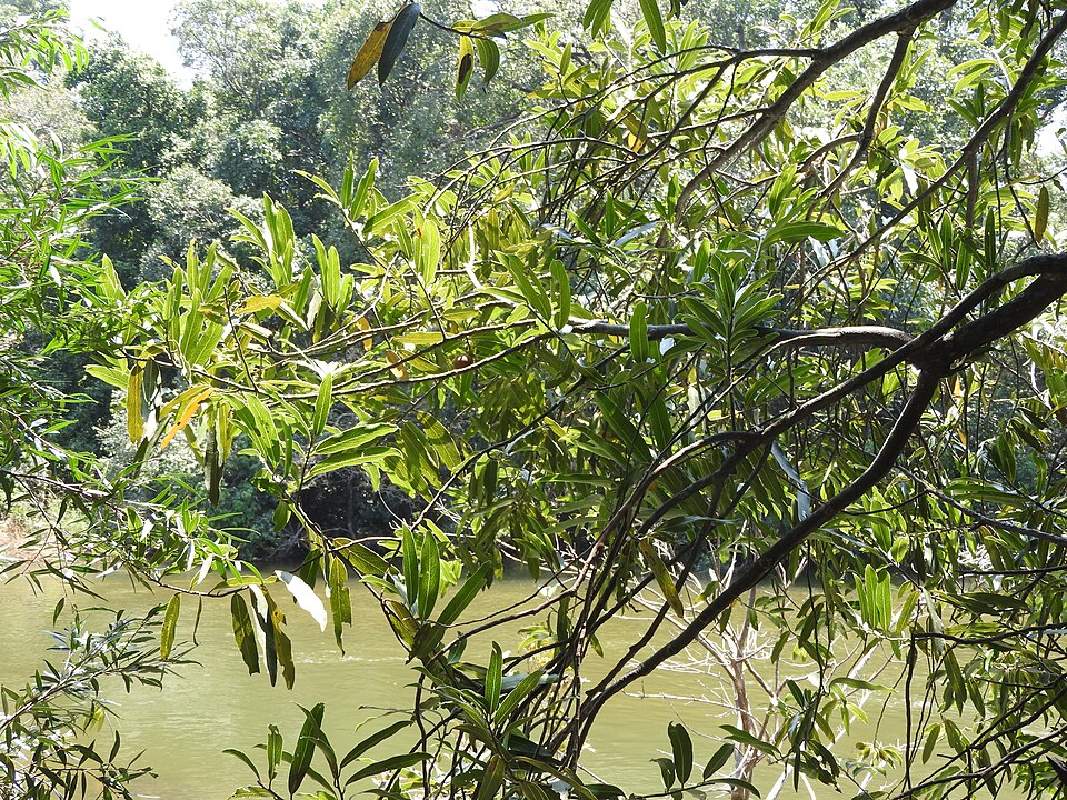 Diospyros foliolosa — photo