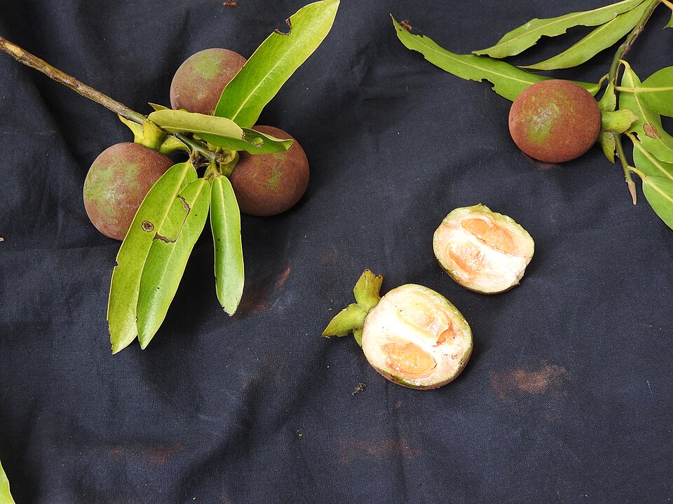 Diospyros foliolosa