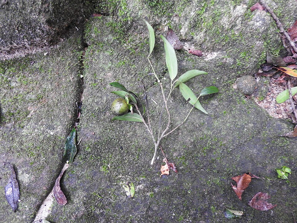 Diospyros foliosa ('anume) — photo