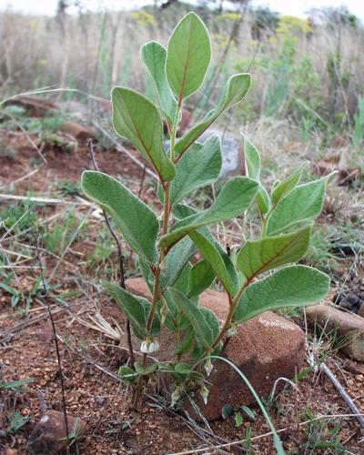Diospyros galpinii (Dwarf hairy jackalberry) — photo