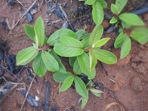 Diospyros galpinii (Dwarf hairy jackalberry) — photo