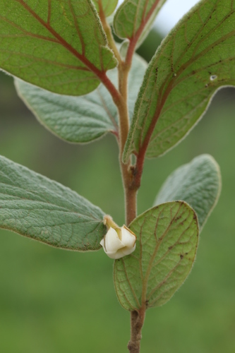 Diospyros galpinii