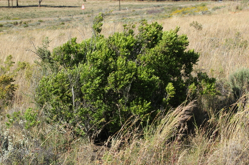 Diospyros glabra — photo