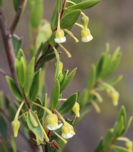 Diospyros glabra — photo