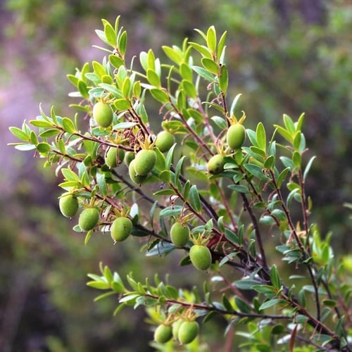 Diospyros glabra