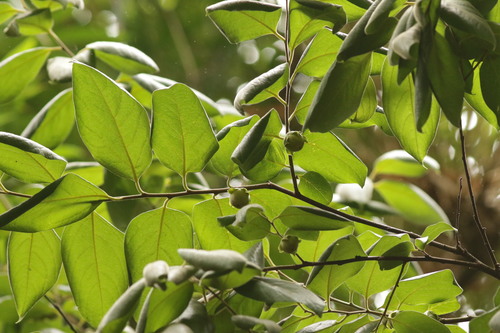 Diospyros glandulosa — photo