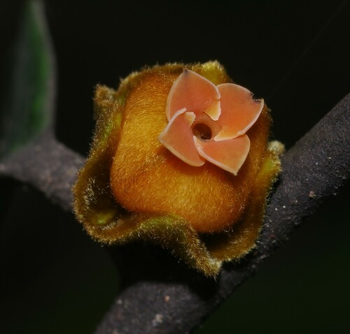 Diospyros guianensis (Barrabarra) — photo