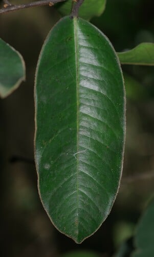 Diospyros guianensis (Barrabarra) — photo
