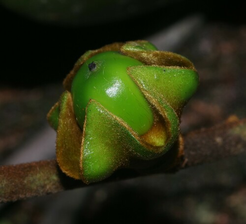 Diospyros guianensis
