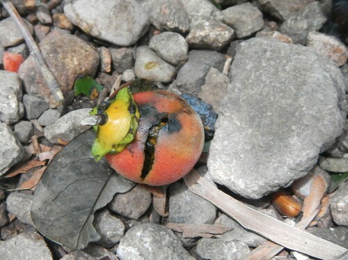 Diospyros hebecarpa (Tulican) — photo