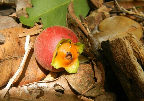 Diospyros hebecarpa (Tulican) — photo