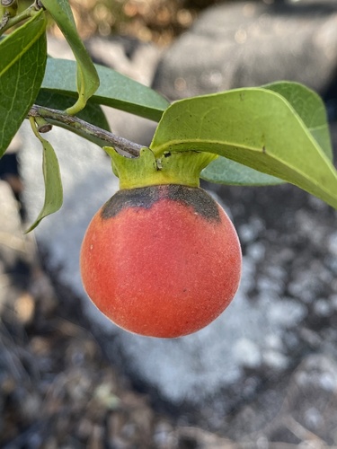Diospyros hebecarpa