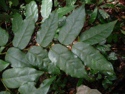 Diospyros heudelotii — photo