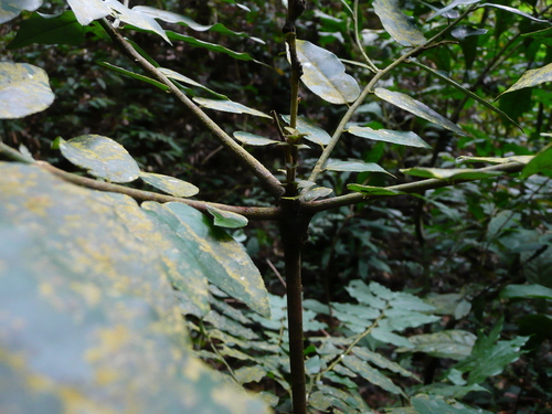 Diospyros heudelotii