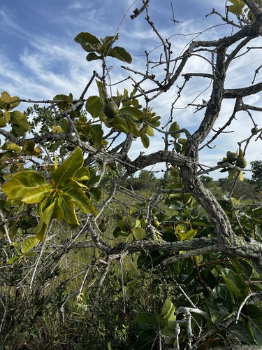 Diospyros hispida (Caqui-do-cerrado) — photo