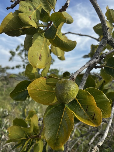 Diospyros hispida (Caqui-do-cerrado) — photo