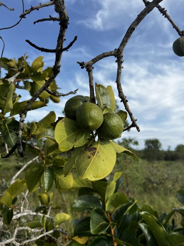 Diospyros hispida